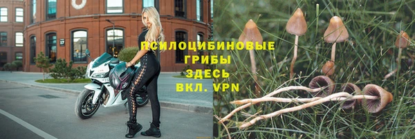 прущие грибы Баксан